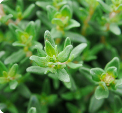 Thyme