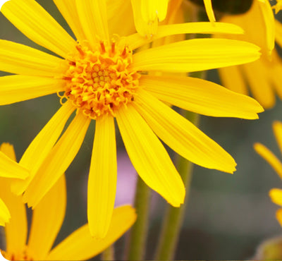 Arnica