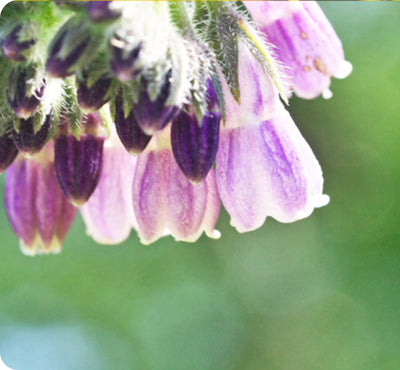 Comfrey