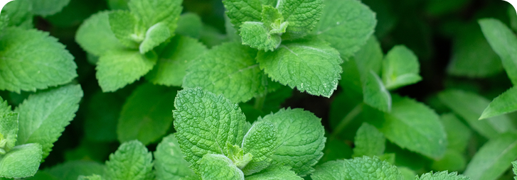 Ingredients image