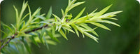 <span>4 SKIN-HEALING INGREDIENS</span>