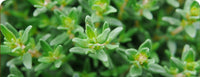 <span>4 SKIN-HEALING INGREDIENS</span>