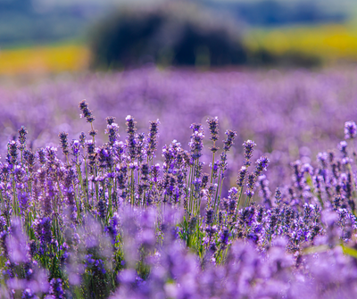 Lavender essential oil