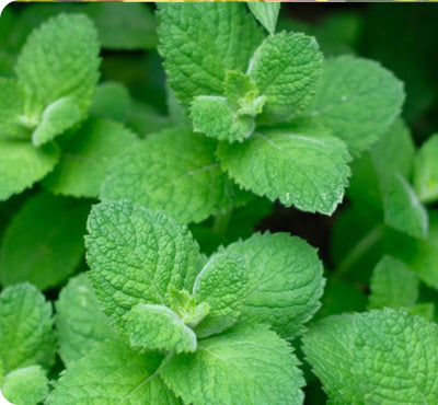 Pepermint Essential Oil